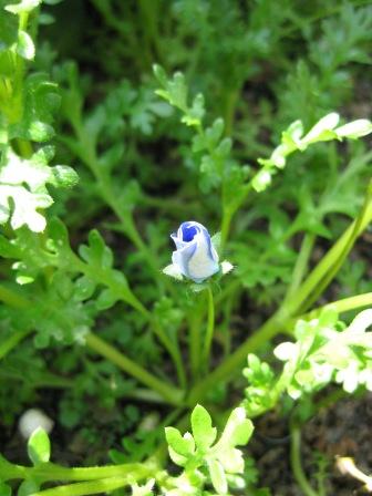 IMG_1103.JPG