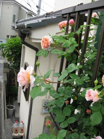 IMG_1324.JPG
