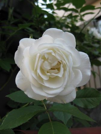 IMG_1437.JPG