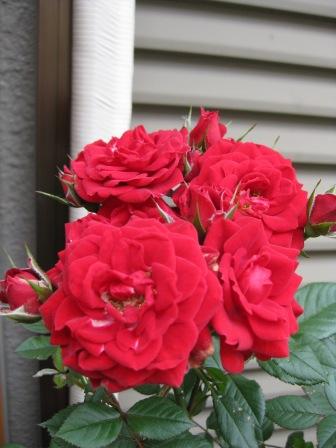 IMG_1459.JPG