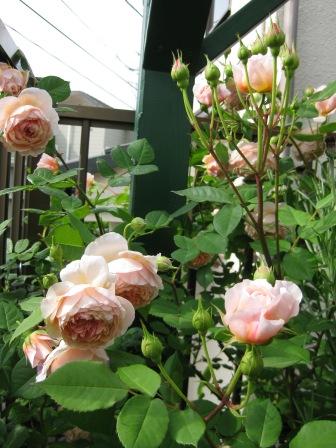 IMG_1477.JPG
