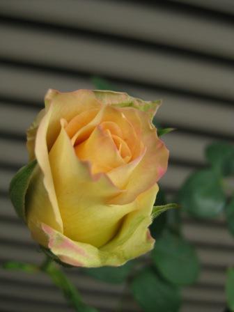 IMG_1482.JPG