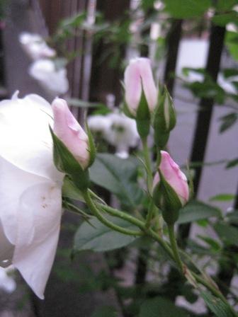 IMG_1483.JPG