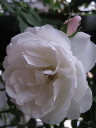 IMG_1484.JPG