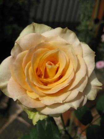 IMG_1494.JPG