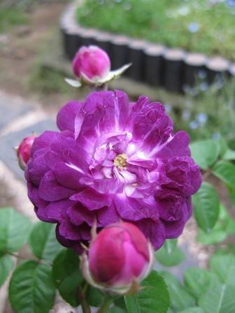 IMG_1514.JPG