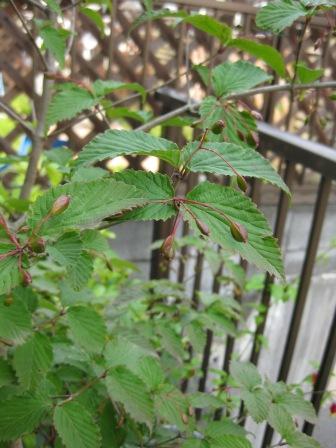 IMG_1562.JPG