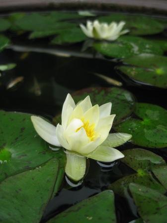 IMG_1779.JPG