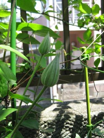 IMG_2466.JPG